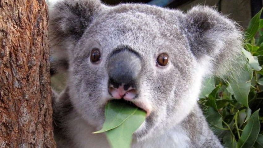 Неповторні тварини, які навчать вас дивуватися (ФОТО)