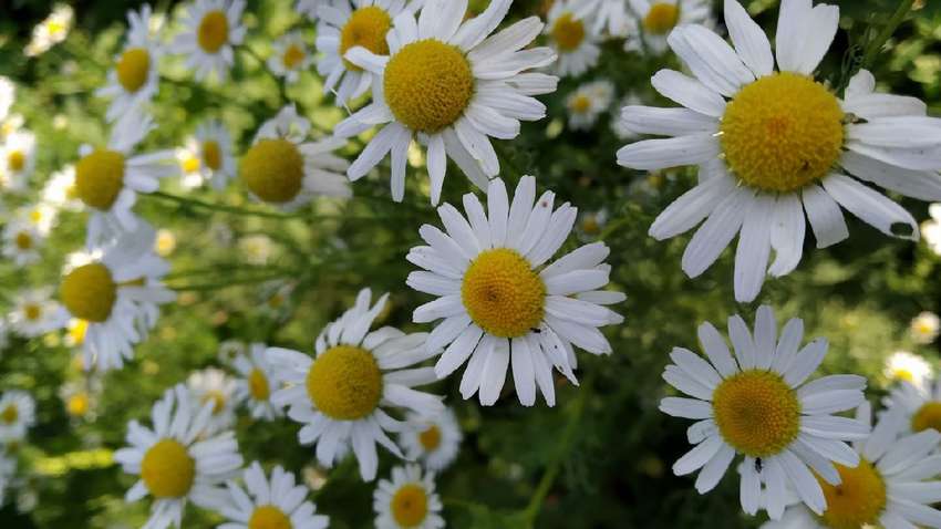 Когда начнется Петров пост: особенности, запреты и традиции Когда начнется Петров пост: особенности, запреты и традиции