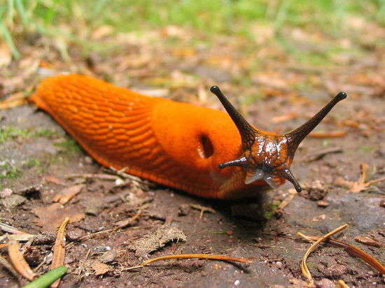 В Украине нашествие испанских слизней: вредители уничтожают урожай (ВИДЕО) 