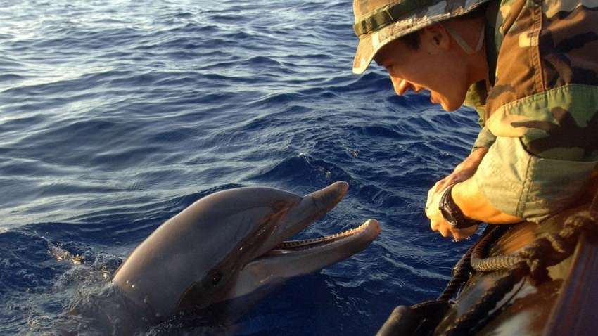Росія збільшила кількість бойових дельфінів для оборони Севастополя – аналітики