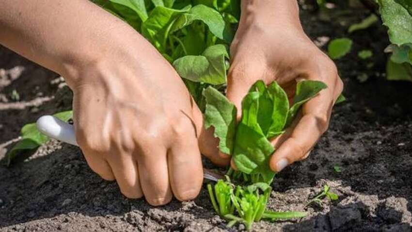 Будете з урожаєм до самих морозів: 4 культури, які потрібно саджати саме у вересні Будете з урожаєм до самих морозів: 4 культури, які потрібно саджати саме у вересні