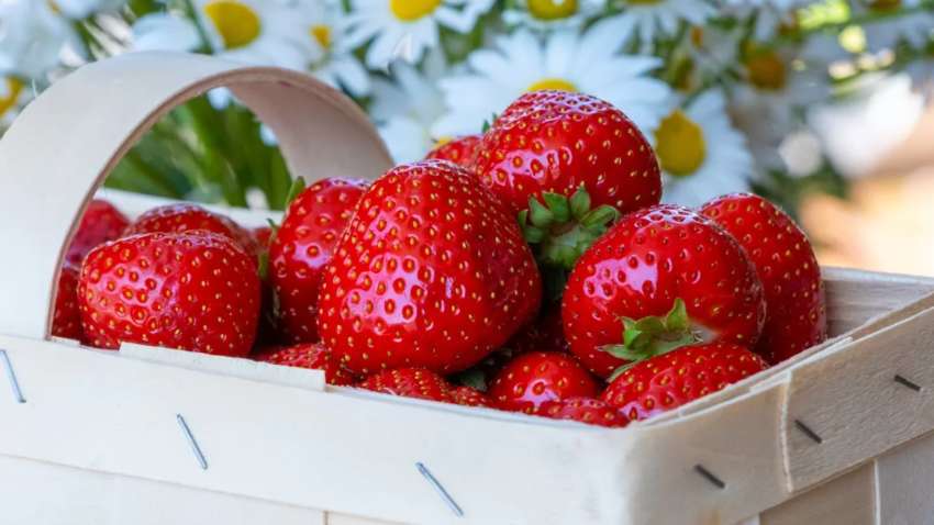 Найдорожча полуниця у світі: одна ягода коштує як місячна зарплата Найдорожча полуниця у світі: одна ягода коштує як місячна зарплата