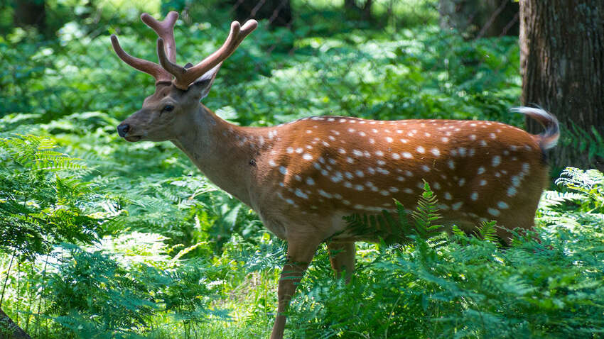 У Києві під загрозою сказу люди, які відвідували зоопарк: що сталося