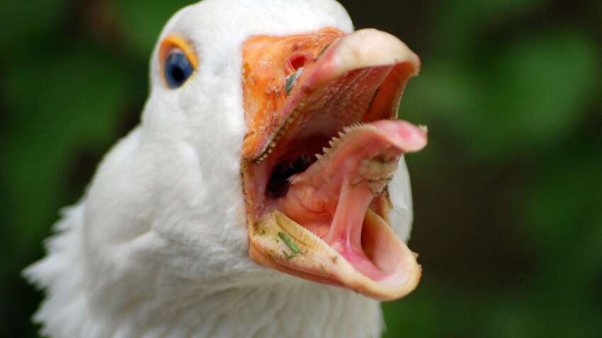 Не камеры и не собаки: в бразильских тюрьмах за заключенными следят гуси – и это ломает все стереотипы