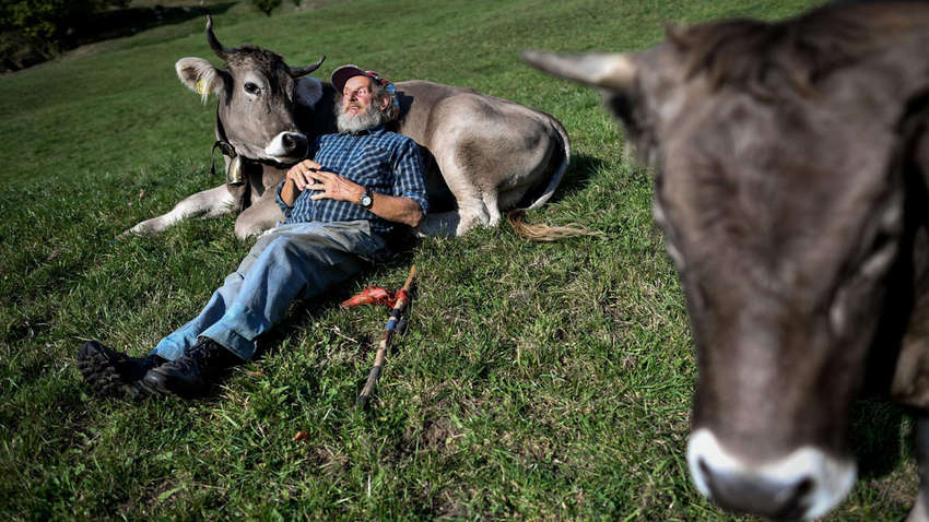 Найден новый способ снятия стресса, и для него нужна корова Найден новый способ снятия стресса, и для него нужна корова
