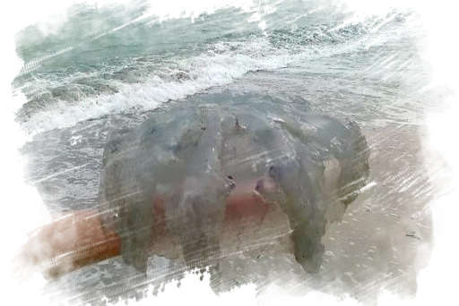 Узбережжя Кирилівки заполонили медузи - ВІДЕО