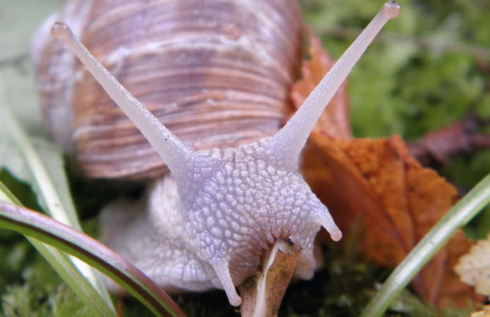 Украина экспортировала улиток на два миллиона долларов