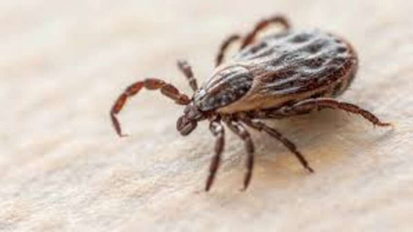Клещи могут жить даже в квартире: большинство людей не догадывается, где они прячутся
