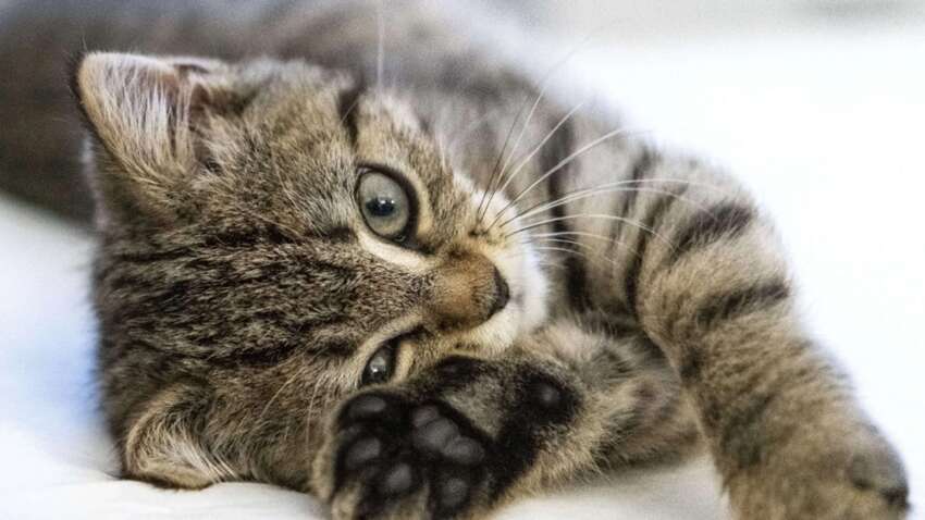 Чому насправді коти «місять» вас лапами: ця несподівана причина вразить власників 