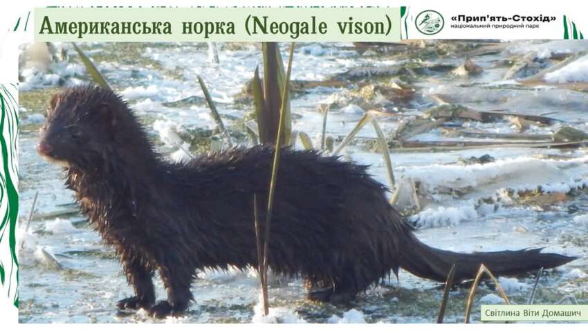 Может подойти к человеку и вызвать тошноту: на Волыни заметили хищника из Америки