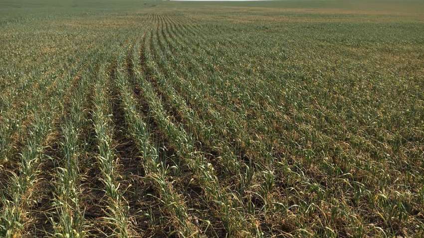 В Одеській області через посуху загинула третина посівів