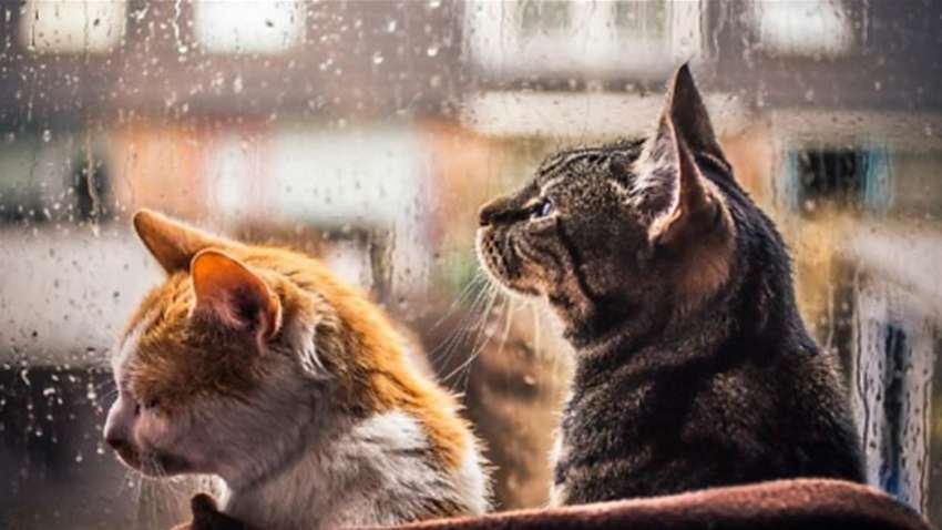 Різке похолодання та дощі: якою буде погода на День незалежності в Україні (КАРТА) Різке похолодання та дощі: якою буде погода на День незалежності в Україні (КАРТА)