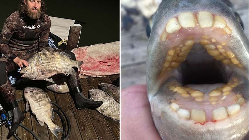 Американский фридайвер поймал рыбу с "человеческими зубами"