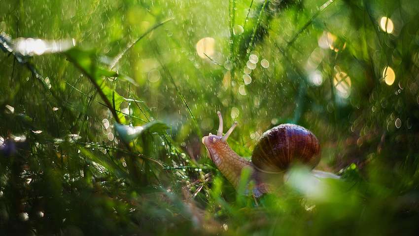 Погода 20 липня: де пройдуть сильні дощі