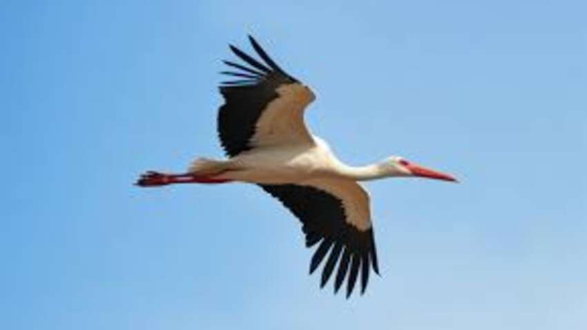 Увидели аиста впервые в этом году – что это значит по народным приметам