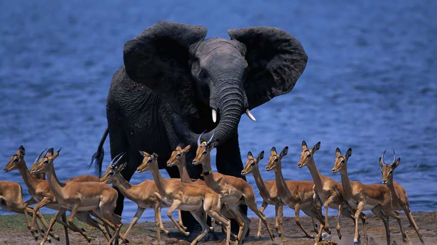 В Кении засуха убила более 200 слонов, 500 антилоп и сотни других животных В Кении засуха убила более 200 слонов, 500 антилоп и сотни других животных