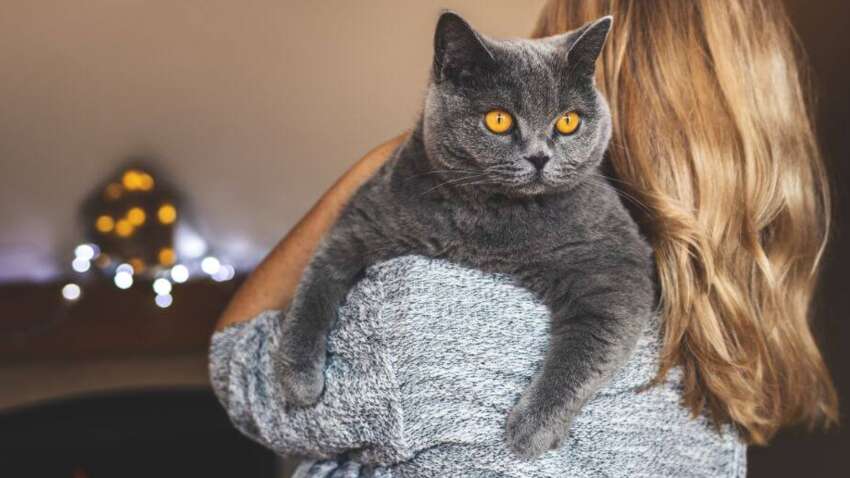 Робота мрії для любителів котів: вакансія, у якій пропонують 3615 гривень за годину