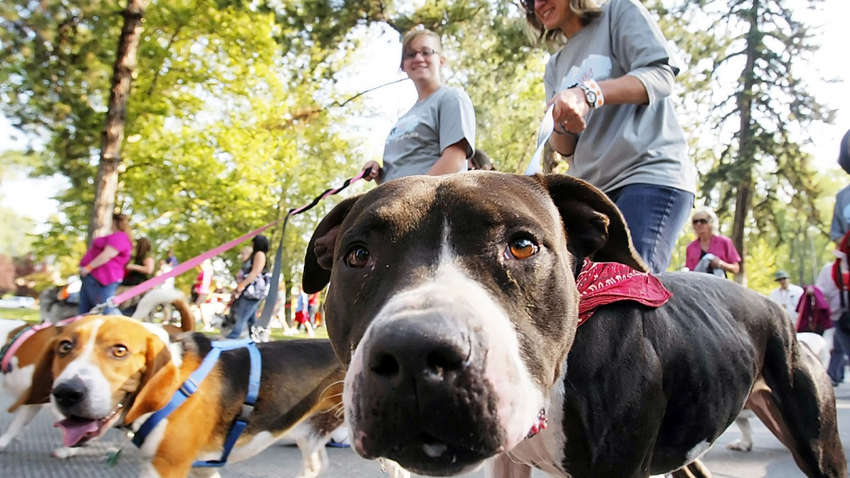 Опасные болезни, которыми можно заразиться от домашних любимцев