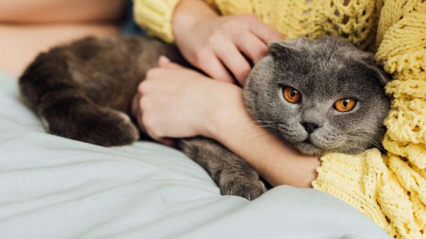 Почему кот ложится именно на ваше место – ответ ветеринаров удивит. 