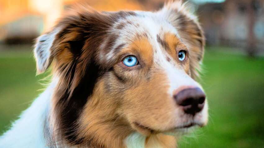 Девушка пошла гулять во Львове с собачкой: ей выписали штраф