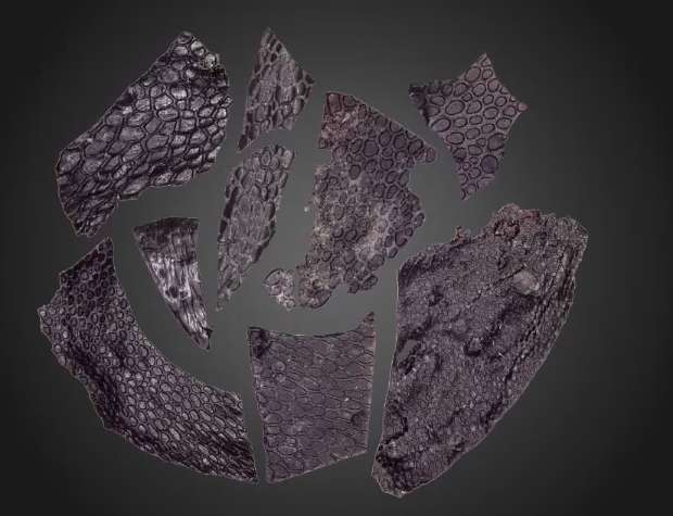 Вчені знайшли найдавніший фрагмент скам'янілої шкіри: кому він належить Вчені знайшли найдавніший фрагмент скам'янілої шкіри: кому він належить