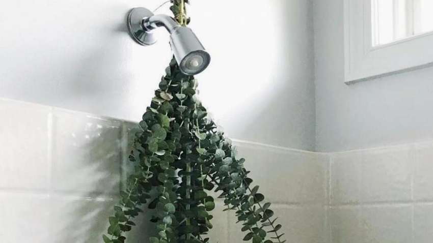 Що буде, якщо залишити евкаліпт у ванній кімнаті