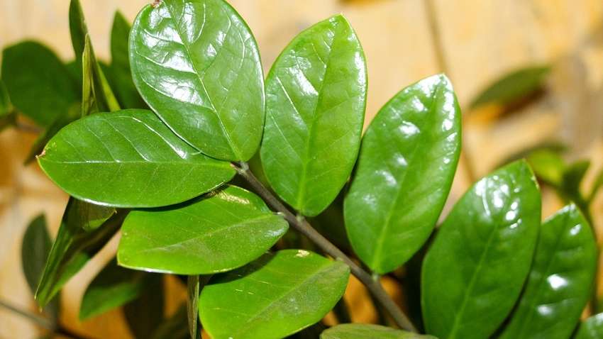 Топ кімнатних рослин, які повинні бути в кожному домі Топ кімнатних рослин, які повинні бути в кожному домі