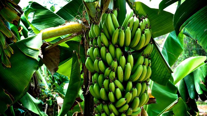 Австралийские ученые создали экологический пластик из банановых отходов