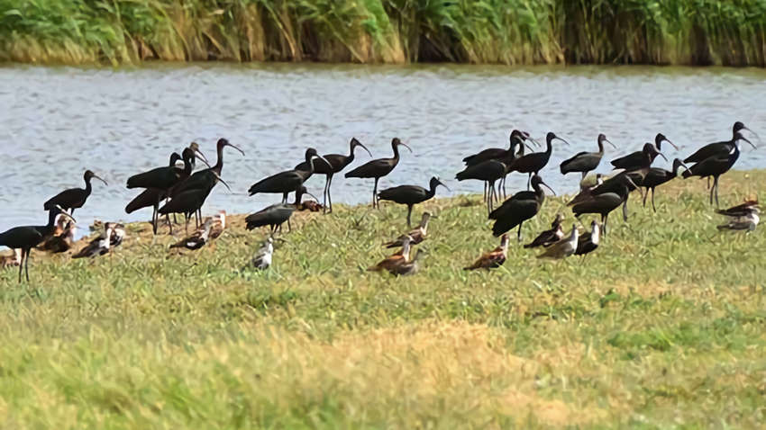 «Втекли з окупації»: які рідкісні птахи переселилися з Криму на Херсонщину (ФОТО)