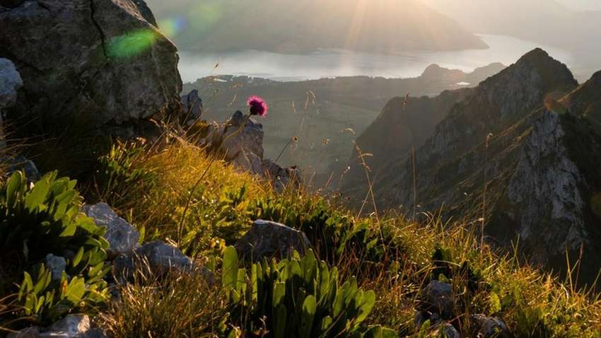 Прячется от людей: найден цветок, меняющий свой цвет