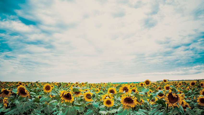 Погода 19 липня: де сьогодні похолодає