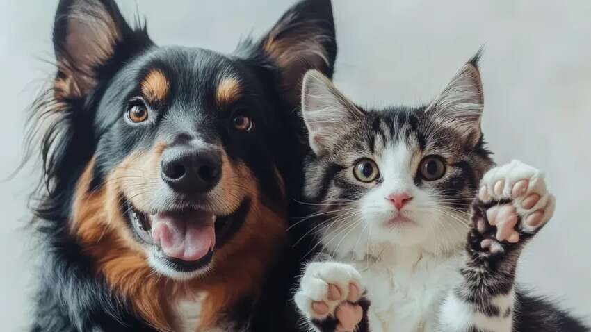 Коты или собаки: ученые окончательно выяснили, кто умнее