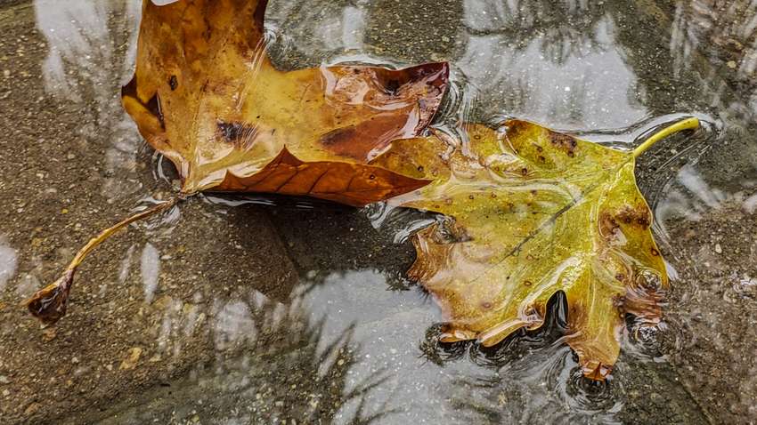 Осенний прогноз: в Украину возвращаются дожди Осенний прогноз: в Украину возвращаются дожди