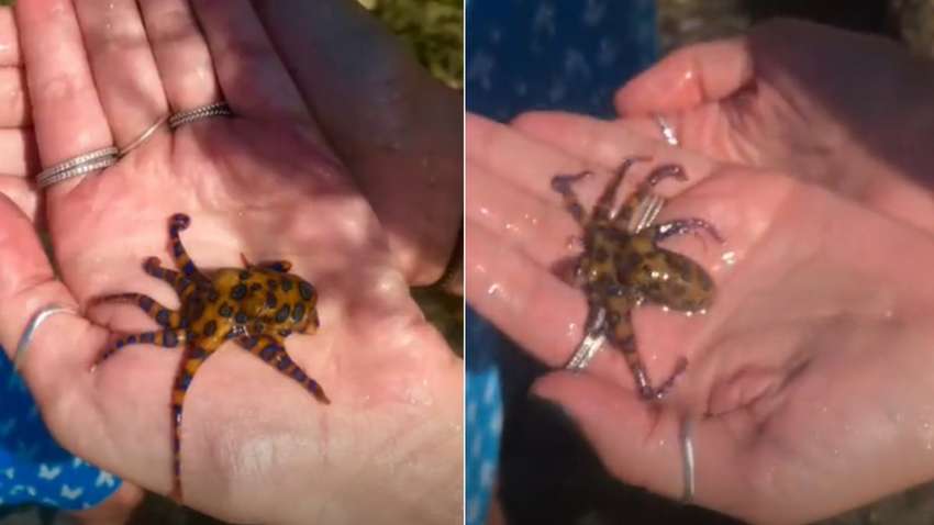 Туристка случайно взяла в руки очень ядовитое существо (ВИДЕО)