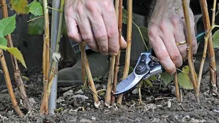 Самая распространенная ошибка садоводов: почему не стоит обрезать малину весной