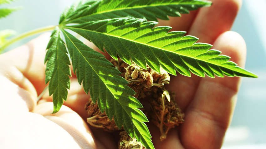 В австралии легализовали марихуану конопля научное название