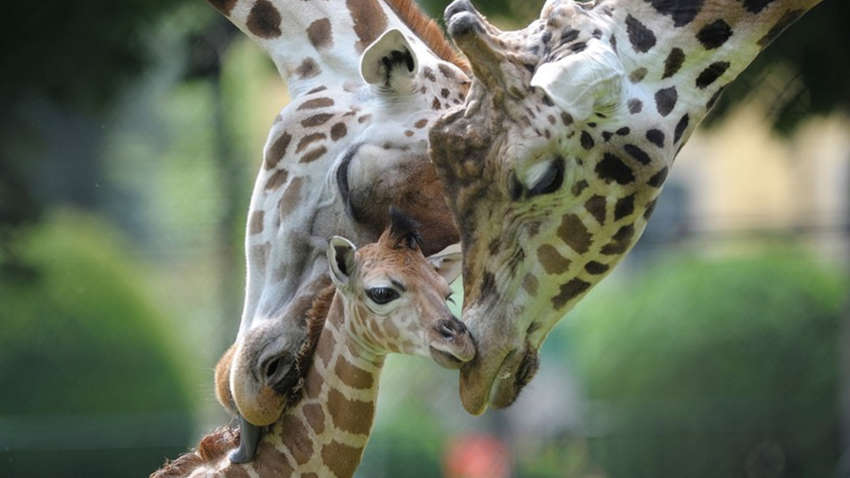 В зоопарке недалеко от Киева родился детеныш жирафа В зоопарке недалеко от Киева родился детеныш жирафа