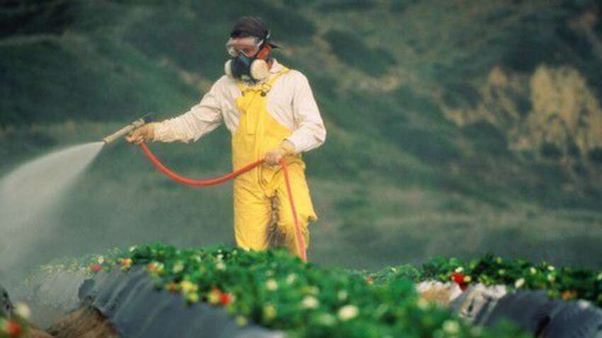 "Брудна дюжина": 12 найбільш забруднених фруктів та овочів