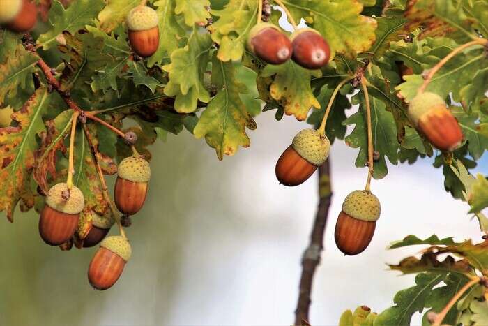 Яке церковне свято 11 вересня: головні заборони дня