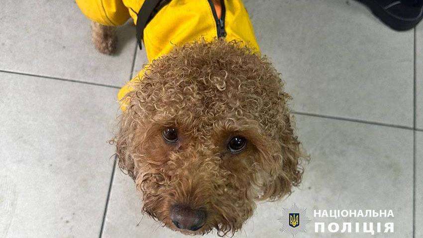 У Києві 51-річний чоловік побив пуделя: що йому буде У Києві 51-річний чоловік побив пуделя: що йому буде