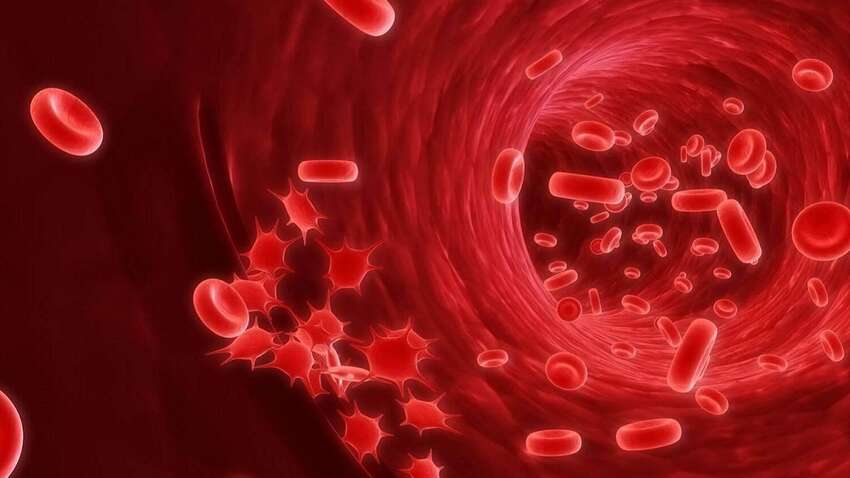 Рак крові: популярний овоч захистить від онкології Рак крові: популярний овоч захистить від онкології