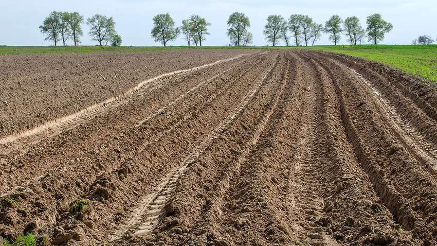 Стало известно, какой будет средняя цена за гектар земли в Украине