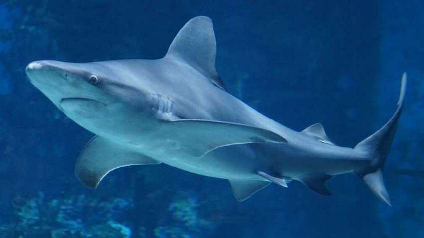 «Челюсти» с подсветкой: открыты три вида необычных акул (ФОТО)