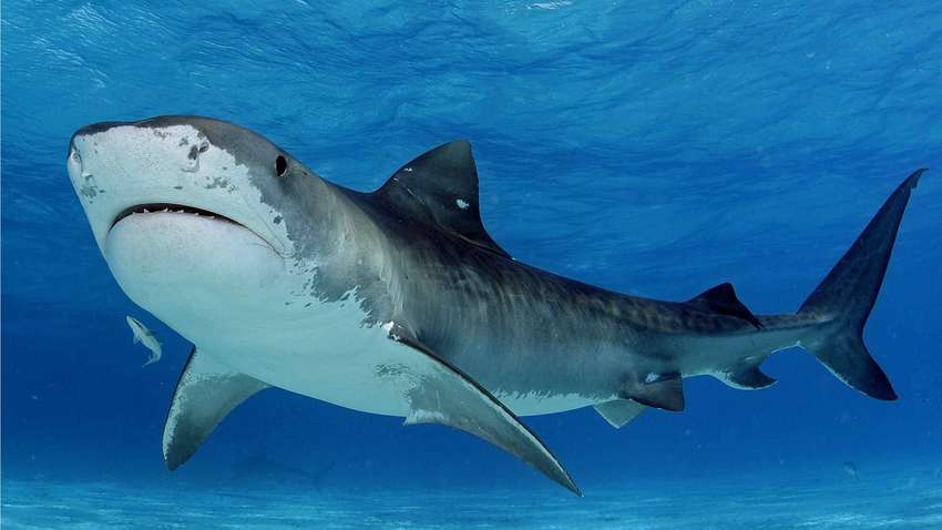 В Бразилии акула откусила мужчине руку по локоть, пока тот справлял нужду в океане (ФОТО) В Бразилии акула откусила мужчине руку по локоть, пока тот справлял нужду в океане (ФОТО)