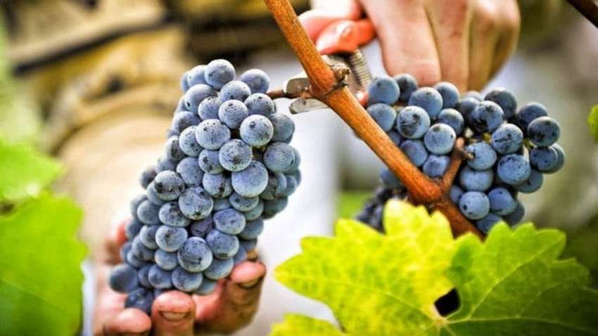 Ученые обнаружили новое полезное свойство винограда Ученые обнаружили новое полезное свойство винограда