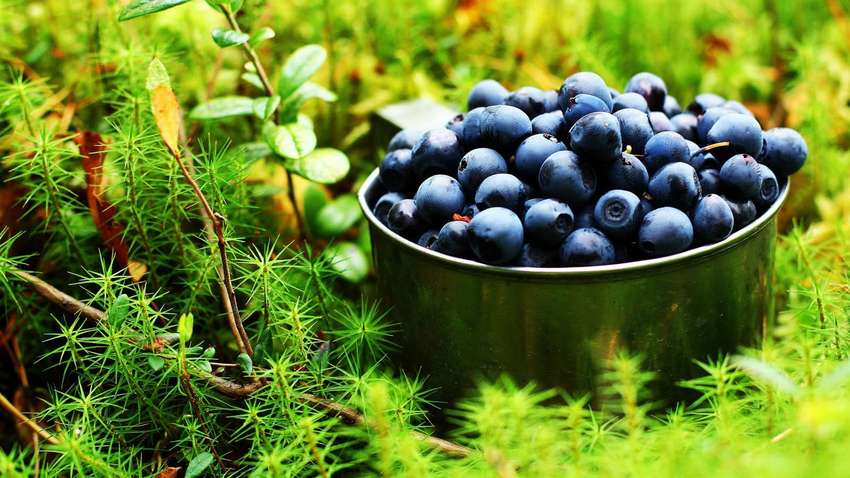 Учені назвали 5 продуктів, які покращують зір 