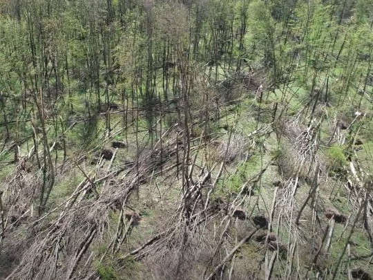 Смерч на Житомирщине: видео последствий 