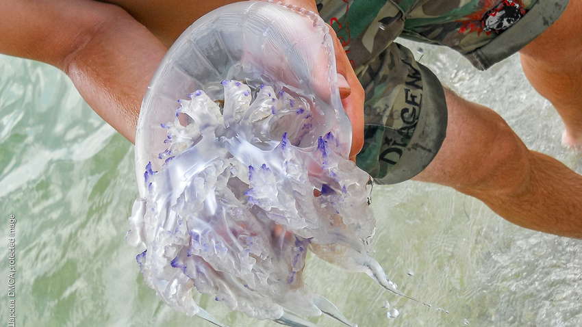 Вивозять тачками: на курорті Азовського моря навала медуз (ВІДЕО) Вивозять тачками: на курорті Азовського моря навала медуз (ВІДЕО)