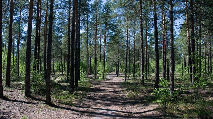 Ліс в Рівненській області стрімко зникає, - дослідження