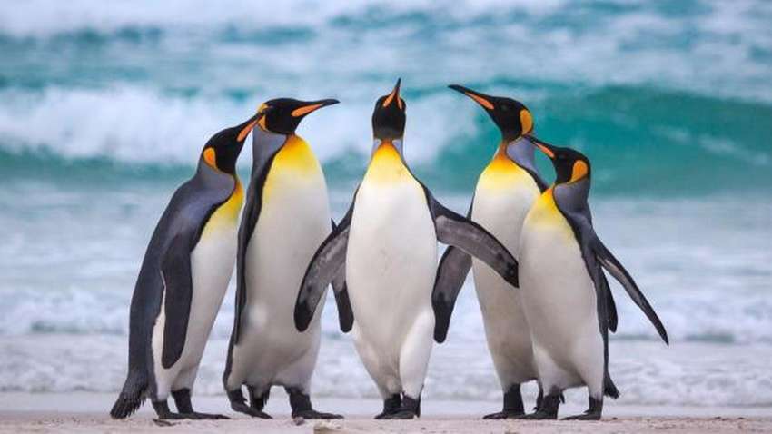 Вперше в історії: в об'єктив камери потрапив жовтий пінгвін (ФОТО) Вперше в історії: в об'єктив камери потрапив жовтий пінгвін (ФОТО)